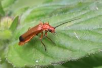 Rhagonycha fulva