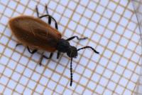 Lagria hirta