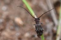 Exocentrus adspersus