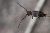 Exocentrus adspersus