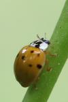 Harmonia axyridis