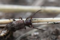 Exocentrus adspersus