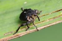 Mononychus punctumalbum