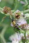 Rutpela maculata