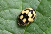 Propylea quatuordecimpunctata