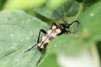 Leptura quadrifasciata