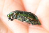 Lytta vesicatoria