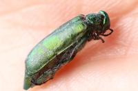 Lytta vesicatoria