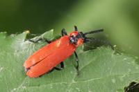 Lygistopterus sanguineus