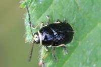 Cryptocephalus moraei