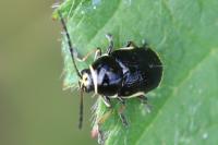 Cryptocephalus moraei