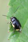 Cryptocephalus moraei