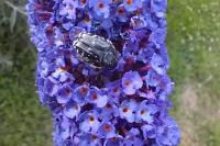 Oxythyrea funesta