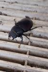 Dorcus parallelipipedus