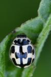 Propylea quatuordecimpunctata