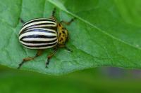 Leptinotarsa decemlineata