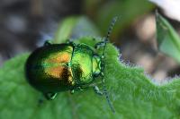 Chrysolina graminis