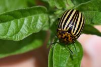 Leptinotarsa decemlineata