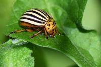 Leptinotarsa decemlineata
