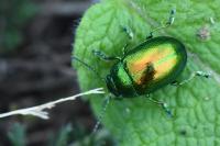 Chrysolina graminis