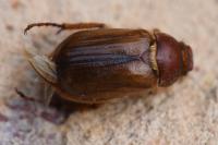 Rhizotrogus aestivus