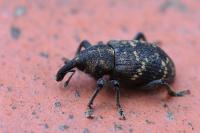 Hylobius abietis