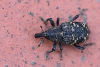 Hylobius abietis