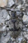 Leiopus femoratus
