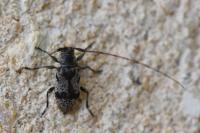 Leiopus femoratus