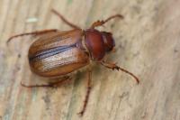 Amphimallon majale