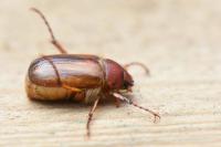 Amphimallon majale