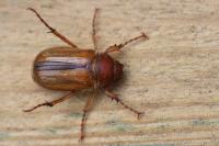 Amphimallon majale