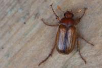 Amphimallon majale