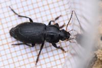 Anisodactylus binotatus