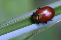 Chrysolina polita