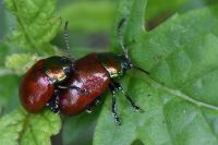 Chrysolina polita