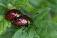 Chrysolina polita
