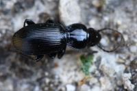 Pterostichus madidus