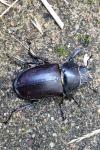 Lucanus cervus