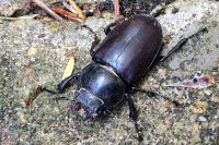 Lucanus cervus