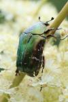Cetonia aurata