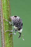 Cionus scrophulariae