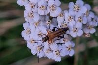 Oedemera podagrariae