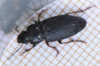Anisodactylus binotatus