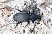 Carabus violaceus