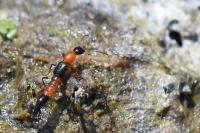 Paederus