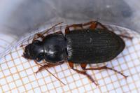 Pseudoophonus rufipes