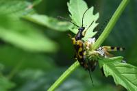 Rutpela maculata