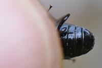 Pterostichus nigrita