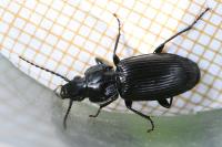 Pterostichus nigrita
